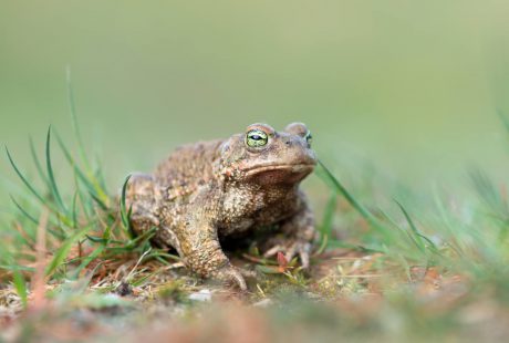 Natura 2000 Voortoets